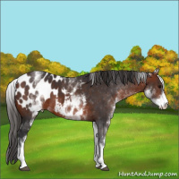 Horse Color:White Spotted Bay Appaloosa 