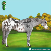 Horse Color:White Spotted Bay Appaloosa 