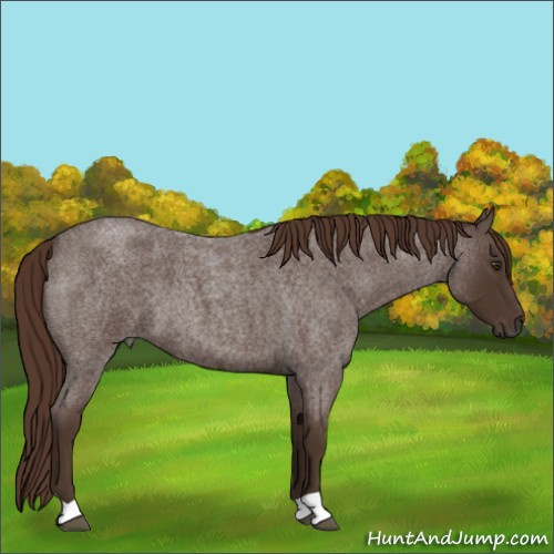 Horse Color:Liver Red Roan 
