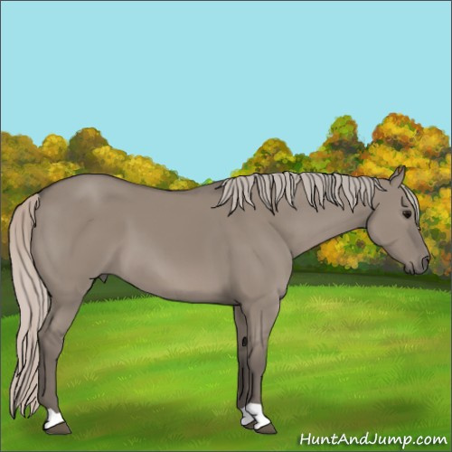 Horse Color:Silver Grullo 