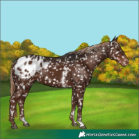 Horse Color:Liver Chestnut Sabino Appaloosa Rabicano 