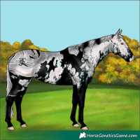 Horse Color:ERROR: UNKNOWN ANOMALY