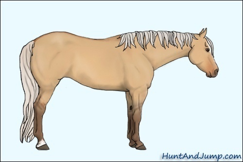 Horse Color:Silver Bay Dun Sabino 