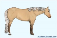 Horse Color:Silver Bay Dun Sabino