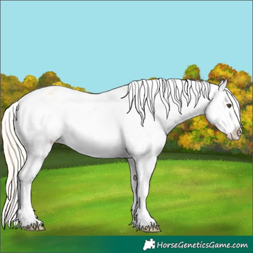 Horse Color:Palomino Dun Frame Appaloosa 