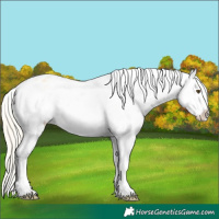 Horse Color:Palomino Dun Frame Appaloosa