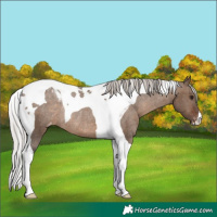 Horse Color:Silver Brown Dun Tobiano Varnish Rabicano