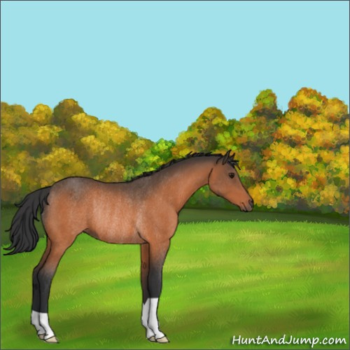 Horse Color:Bay Rabicano 