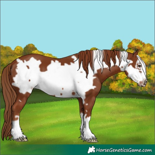 Horse Color:Chestnut Frame