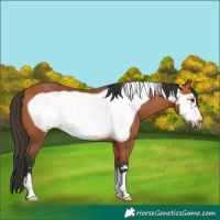 Horse Color:Bay Frame 