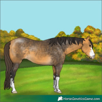 Horse Color:Buckskin 
