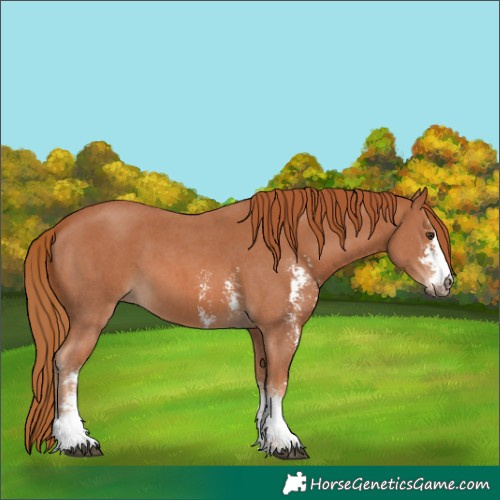 Horse Color:Chestnut Sabino 