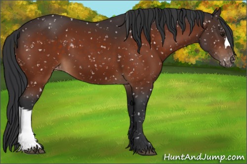 Horse Color:Brown Snowflake Varnish