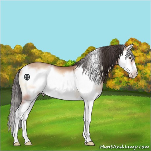 Horse Color:Sable Champagne Onyx Splash Frame Rabicano 