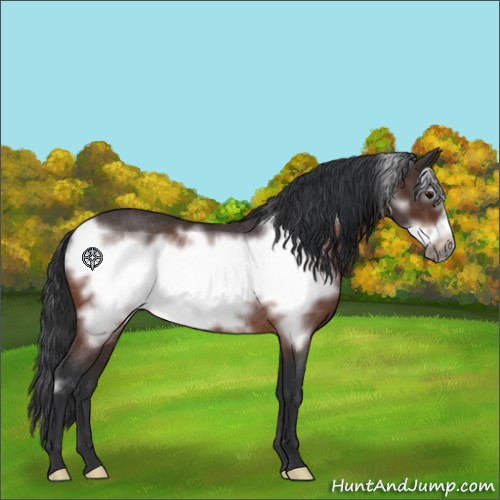 Horse Color:Bay Roan Frame Rabicano 