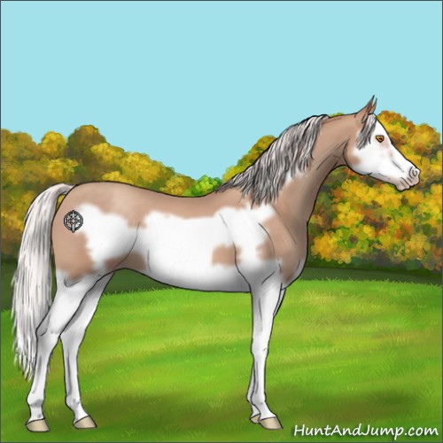 Horse Color:Silver Classic Champagne Splash Frame 