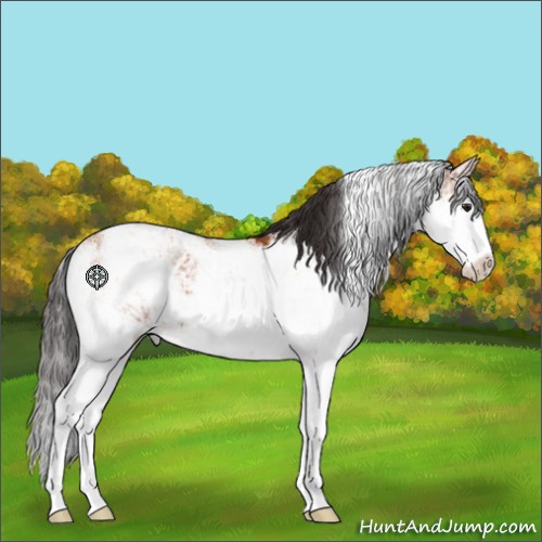 Horse Color:Buckskin Sabino 