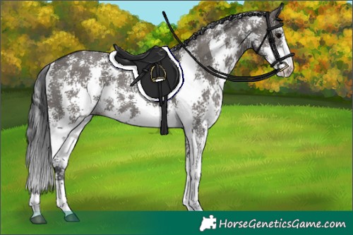 Horse Color:Grullo Sabino Rabicano 