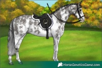 Horse Color:Grullo Sabino Rabicano 