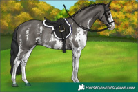 Horse Color:Grullo Sabino Rabicano 