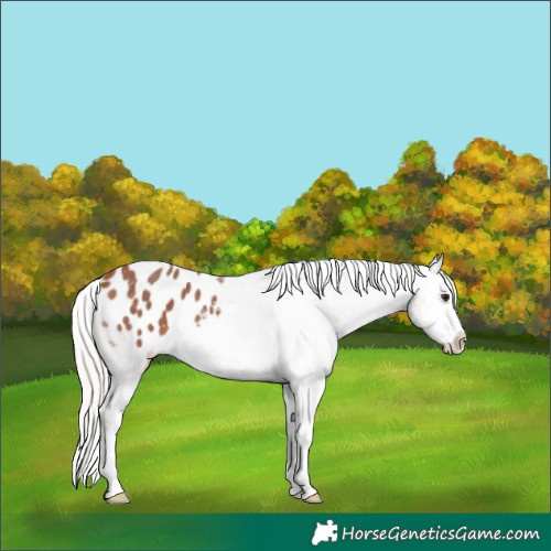Horse Color:Silver Brown Sabino Appaloosa 