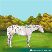 Horse Color:Silver Brown Sabino Appaloosa 