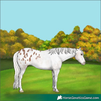 Horse Color:Silver Brown Sabino Appaloosa