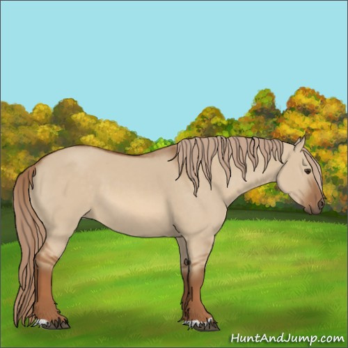 Horse Color:Red Dun 