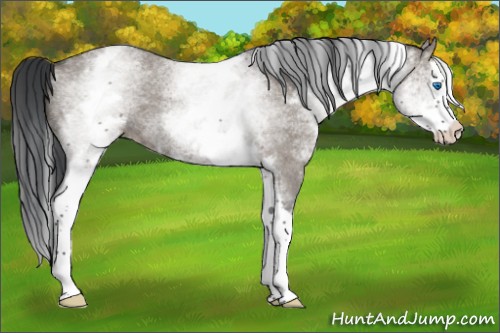 Horse Color:White Spotted Grullo Roan Splash 