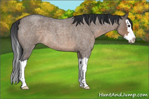 Horse Color:Brown Roan Dun Splash 