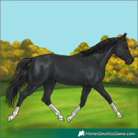 Horse Color:Black 