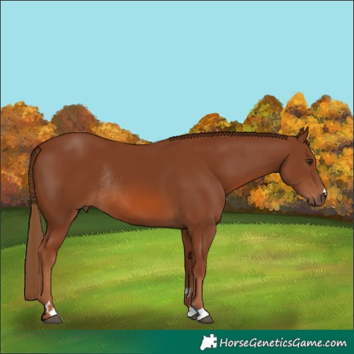 Horse Color:Chestnut Rabicano