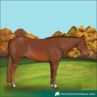 Horse Color:Chestnut Rabicano 