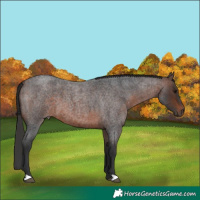Horse Color:Brown Roan