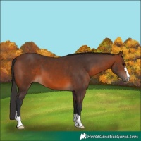 Horse Color:Brown 