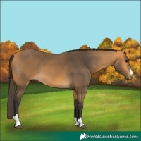 Horse Color:Buckskin 