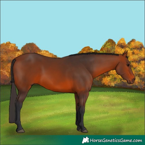 Horse Color:Bay 