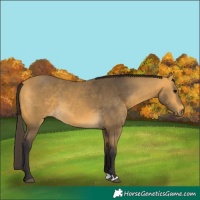 Horse Color:Buckskin 