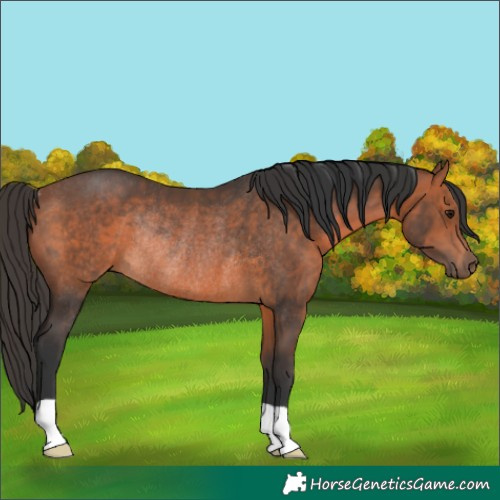 Horse Color:Bay Rabicano