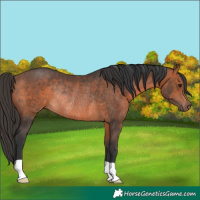 Horse Color:Bay Rabicano 