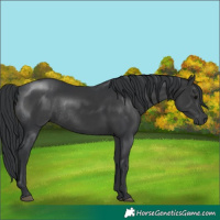 Horse Color:Black Rabicano 