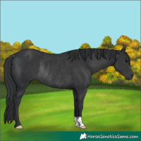 Horse Color:Black Rabicano 