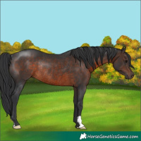 Horse Color:Brown Rabicano 