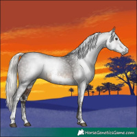 Horse Color:Gray Silver Brown Sabino