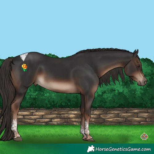 Horse Color:Liver Chestnut Tobiano 