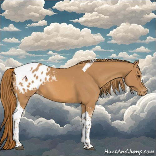 Horse Color:Chestnut Tobiano Appaloosa