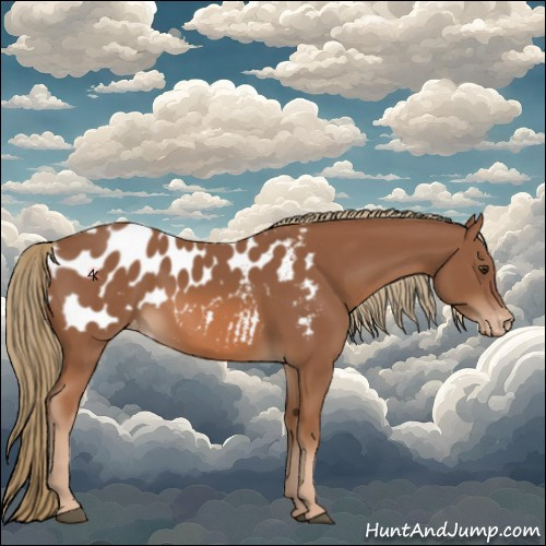 Horse Color:Chestnut Appaloosa 