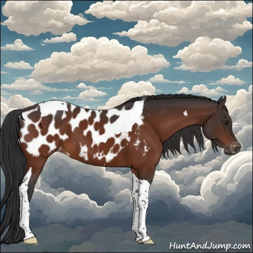 Horse Color:Brown Tobiano Appaloosa