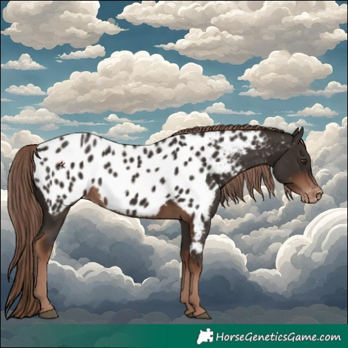 Horse Color:Liver Chestnut Appaloosa