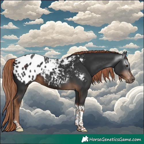 Horse Color:Gray Liver Chestnut Tobiano Appaloosa 